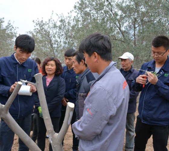 公司從產(chǎn)業(yè)鏈起始端著手，引進(jìn)良種優(yōu)苗，繁育基地苗圃，優(yōu)化樹(shù)種，以?xún)?yōu)質(zhì)的橄欖樹(shù)苗為生產(chǎn)特級(jí)初榨橄欖油提供基礎(chǔ)保障。在以自建萬(wàn)畝國(guó)家標(biāo)準(zhǔn)化油橄欖..