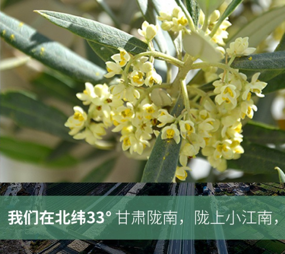 武都的氣候、土壤等與地中海沿岸極其相似，同處于世界頂級(jí)油橄欖黃金生產(chǎn)帶（32°58--33°36）年平均氣溫為14.7°，年日照時(shí)數(shù)1911..